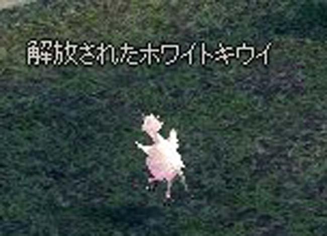 キーウイ
