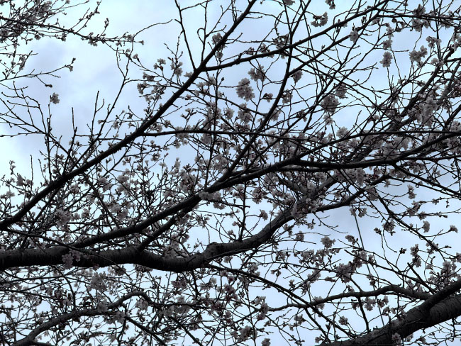 カードキャプターちくら