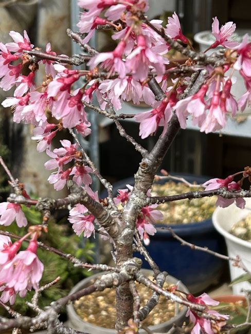 花見6