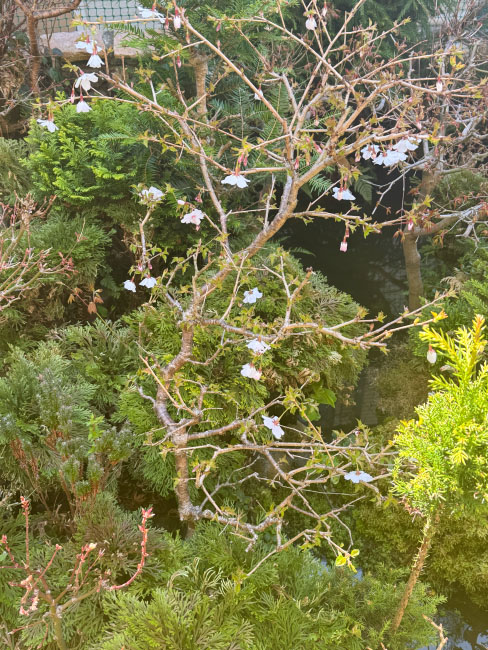 tirahora