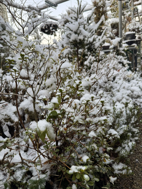 積もった浪漫農場2026