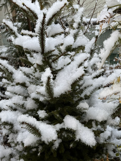 ツリーのようだ