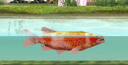 金魚じゃないような