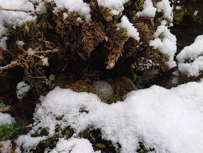 雪のフィアード