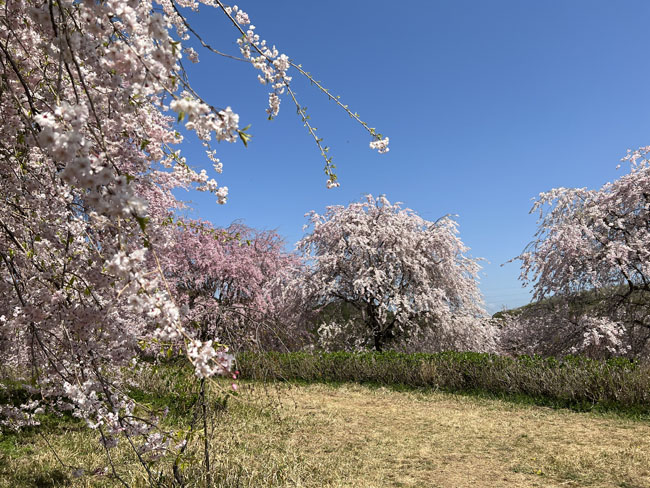 そのまんま公園恋咲島ｗ