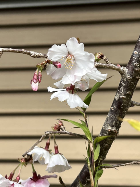 花見7
