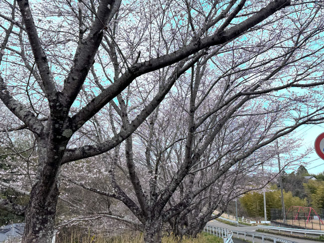 色彩がうそくさくない？