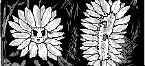 chat_20181118_170610_aspirin