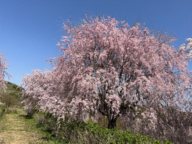 そのまんま公園満開のしだれ桜