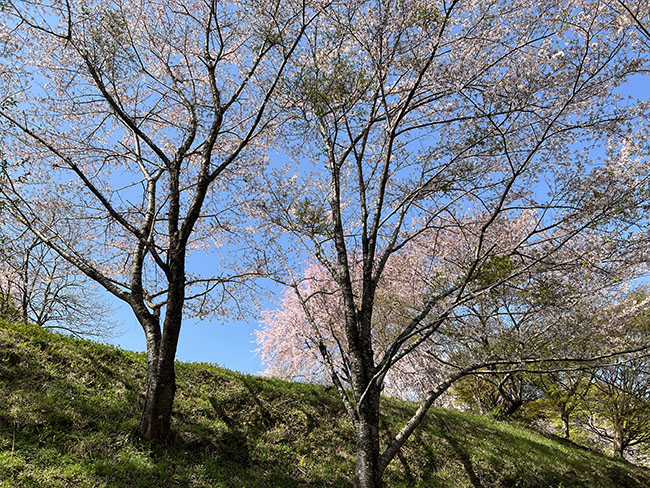そのまんま公園を見上げる