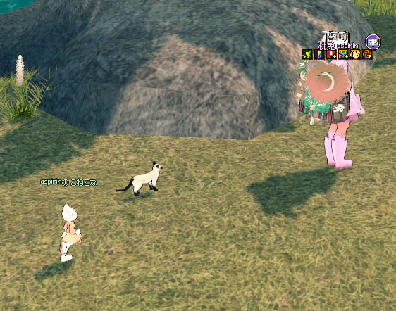 島の猫
