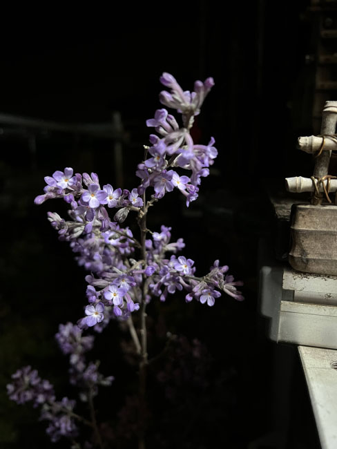 花見3