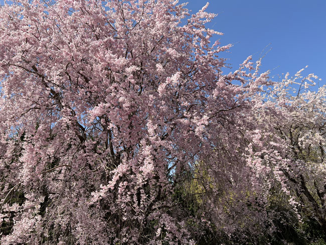 そのまんま公園からしだれ桜