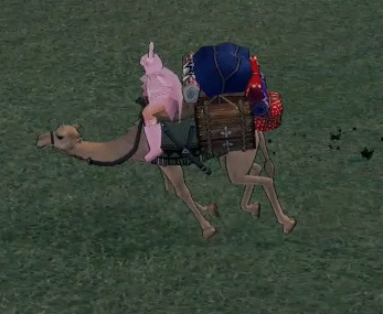 ラクダ横