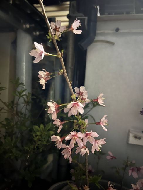 花見4