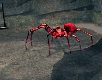 実際の巨大赤クモ