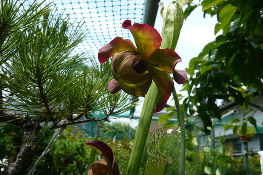 サラセニアの花