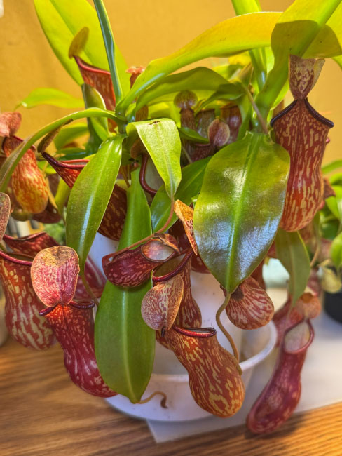 ネペンテスガヤ