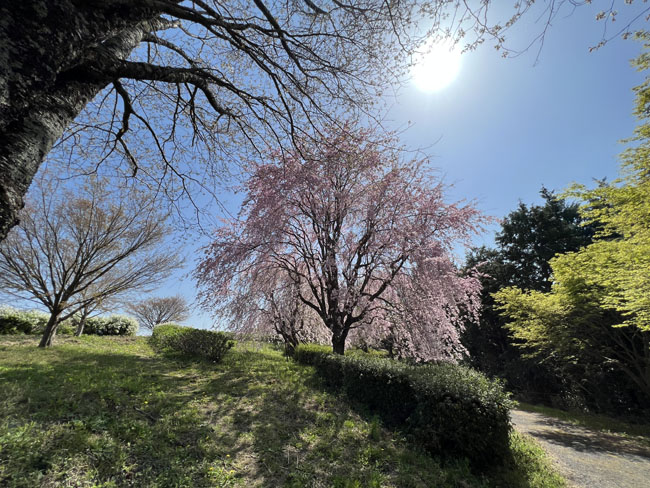 そのまんま公園しだれ桜