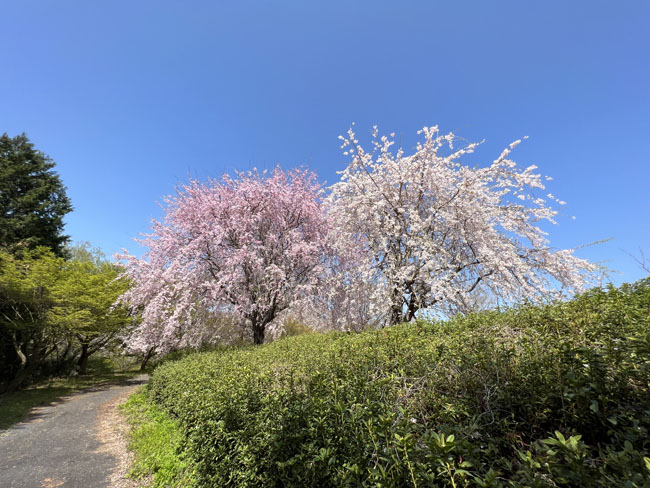 そのまんま公園恋咲島のよう