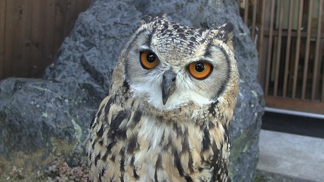 ベンガルワシミミズク