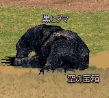 黒ヒグマ