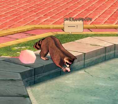 悔しいアライグマ