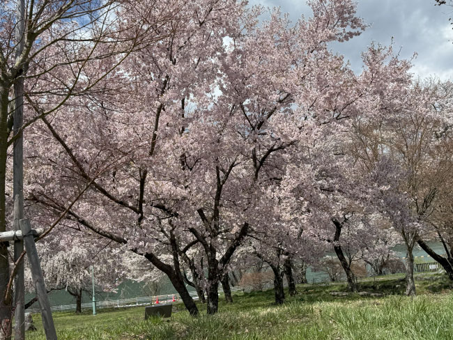 桜が満開