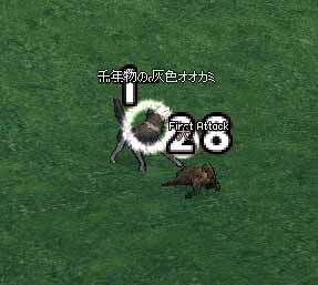 千年物の灰色オオカミ