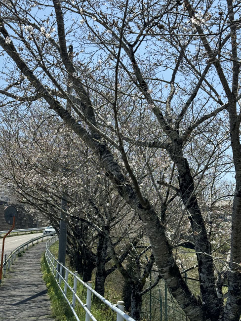 咲く気のないちくら