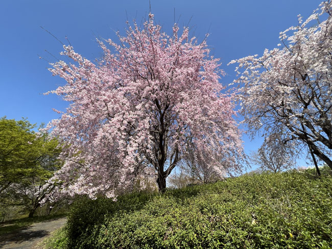 そのまんま公園美しいしだれ桜