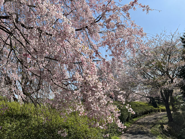 そのまんま公園的しだれ桜