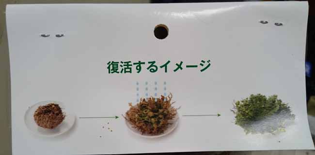 復活するイメージ