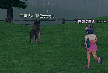 千年物の 灰色オオカミ