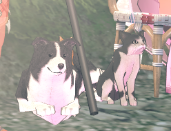 いぬこw