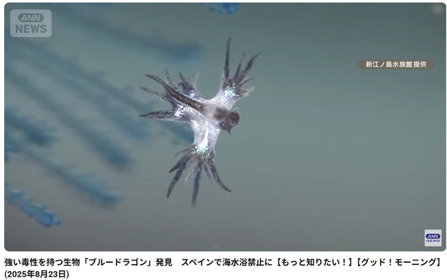 ブルードラゴンｗｗｗ