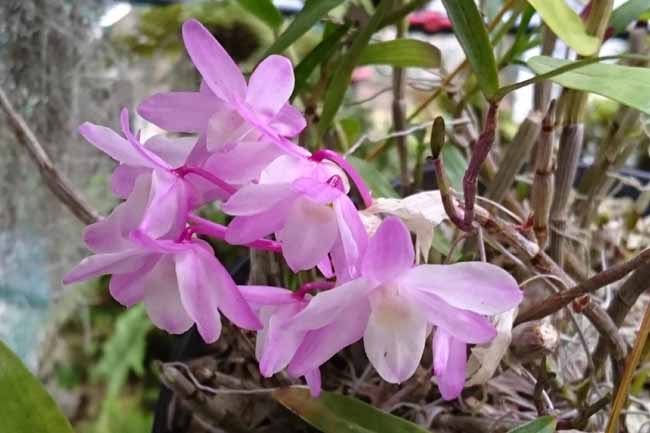 セッコクのピンクの花