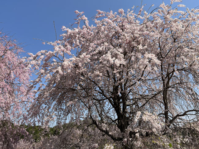 そのまんま公園ゆかりのしだれ桜