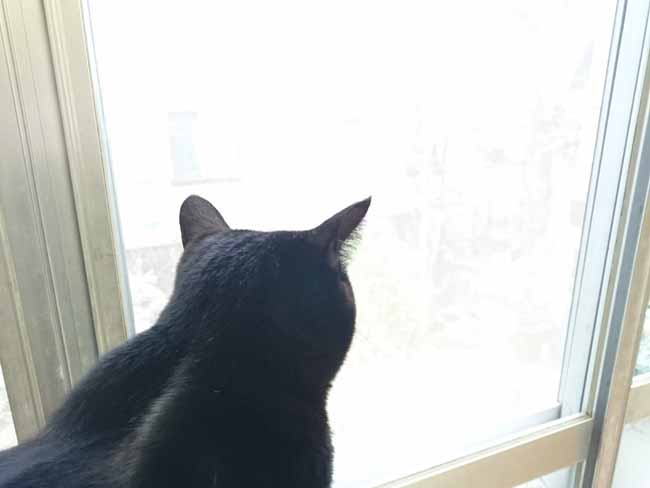 降ってきた