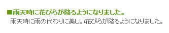 雨天時に花びらが降る