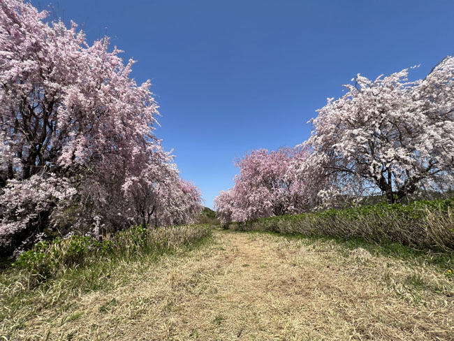 そのまんま公園恋咲島のごとく