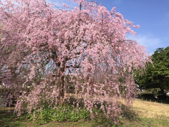 6�����쥶��������