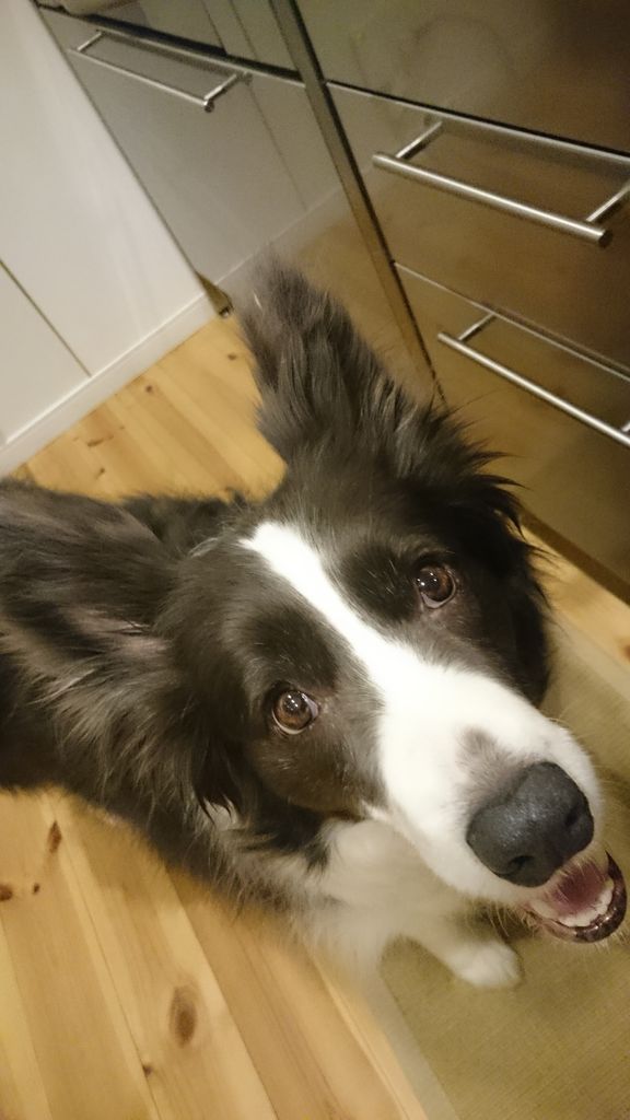 ブルー＆ホワイト　ボーダーコリー　チャナの成長日記キッチン看守犬なのです。                        チャナ