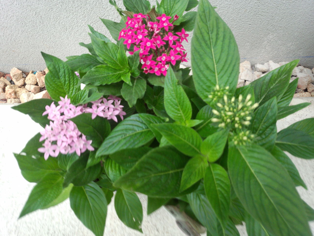 今年の夏花壇は ペンタス 庭いじり大好きのblog
