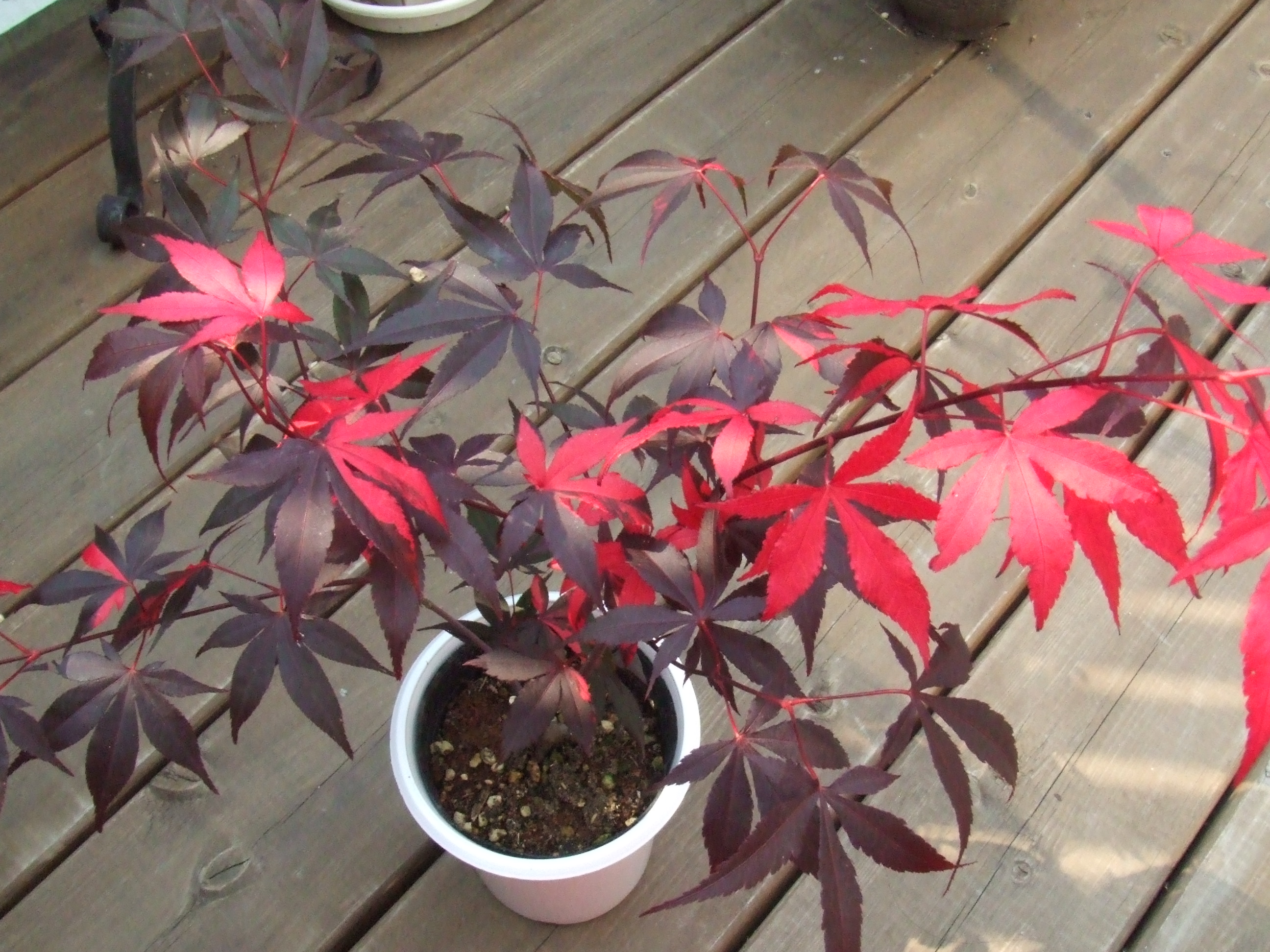 ⑦斑入りもみじ 藤波錦6号鉢全長60cm選抜