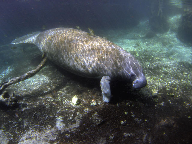 まなてぃーらぶ らすと チーちゃんの日記 マナティーツアー12 その14 Yamaのつぶやき やまのつぶやき マナティーズ