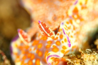ウミウシ