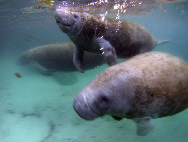 まなてぃーらぶ らすと チーちゃんの日記 マナティーツアー12 その14 Yamaのつぶやき やまのつぶやき マナティーズ