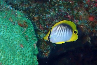 03アケボノ