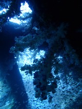 すてーぼ魚群01